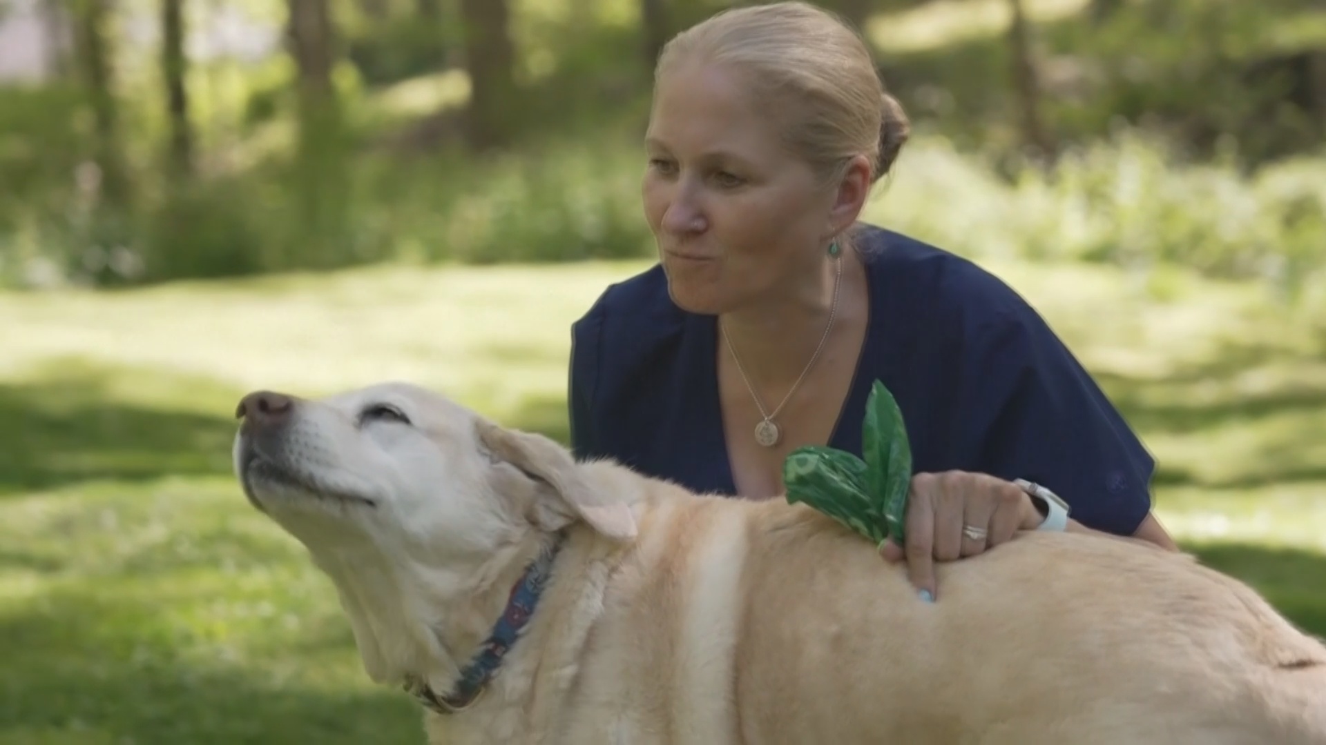 В США ветеринары облегчают жизнь старым и больным собакам