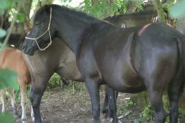 Ценную породу боснийских горных лошадей успешно возрождают