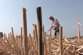 Небывалая засуха в Китае уничтожает посевы фермеров