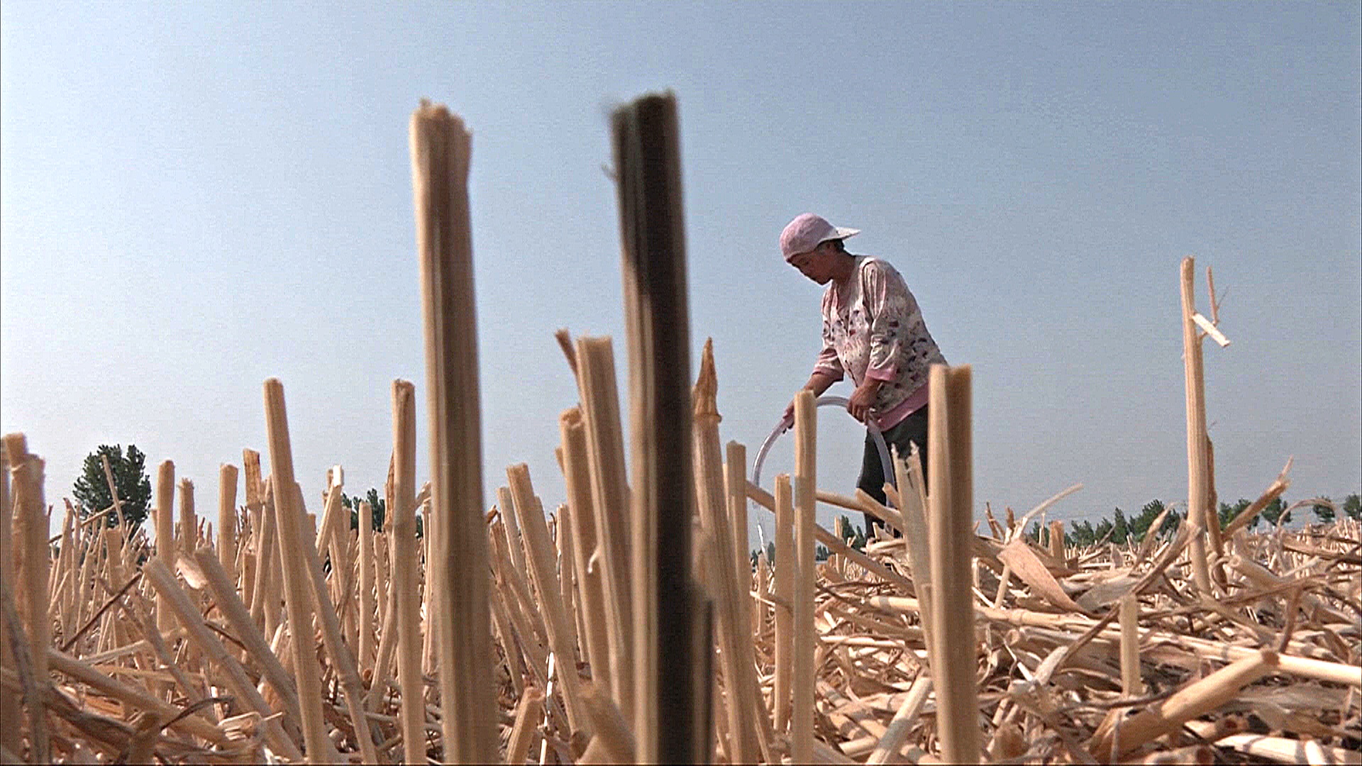 Небывалая засуха в Китае уничтожает посевы фермеров