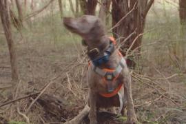 В Австралии собака-ищейка поможет сохранить редкие грибы, похожие на пальцы