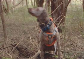 В Австралии собака-ищейка поможет сохранить редкие грибы, похожие на пальцы