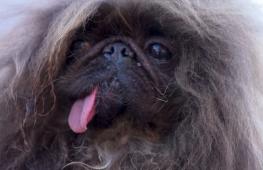 Пекинес стал «самой страшненькой собакой в мире»