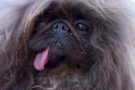 Пекинес стал «самой страшненькой собакой в мире»