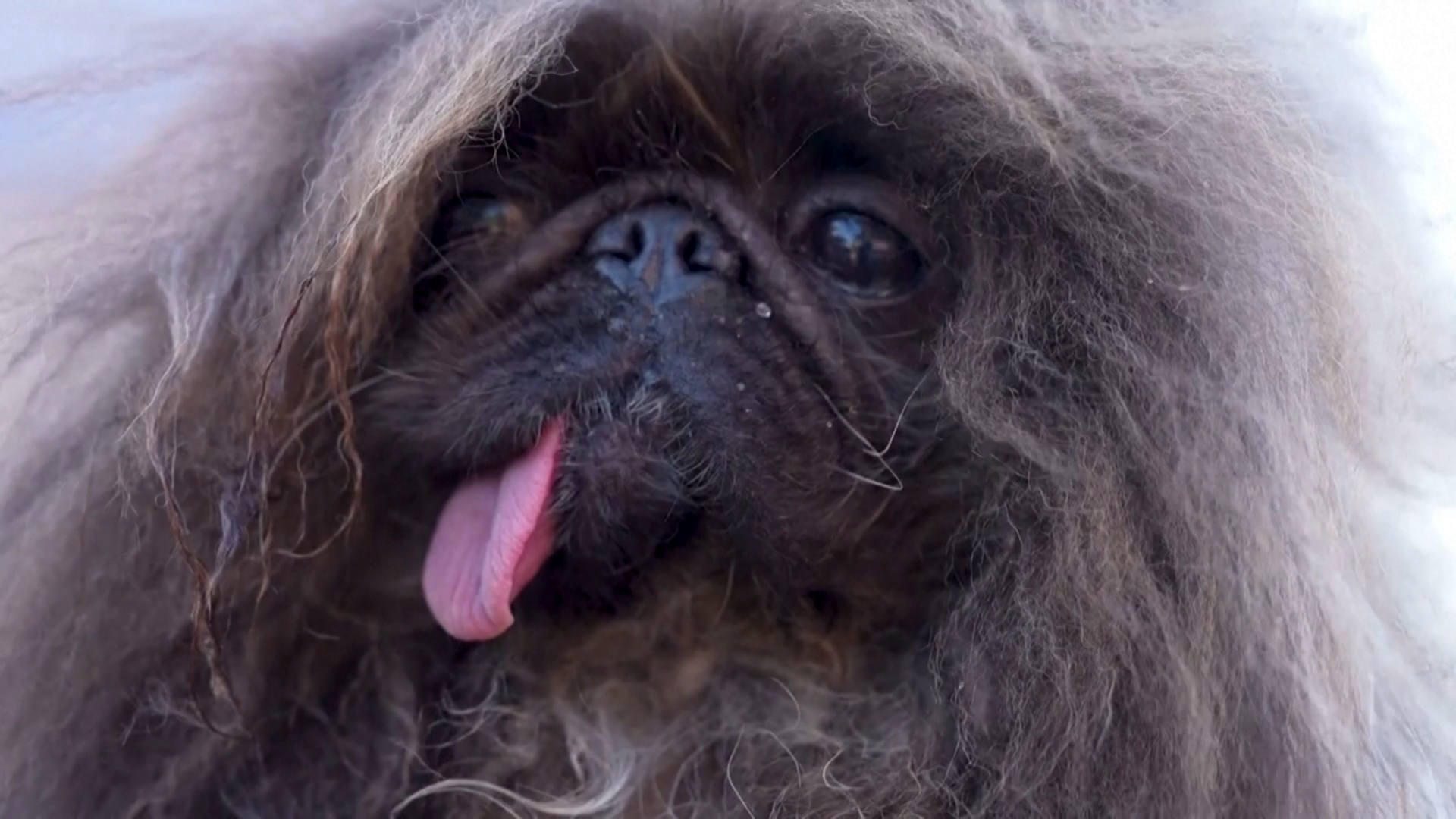 Пекинес стал «самой страшненькой собакой в мире»