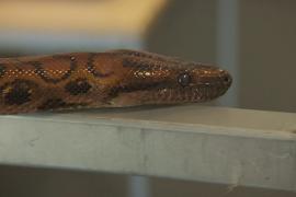 «Самец» змеи, который живёт без пары, принёс 14 детёнышей