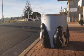 В австралийском городке спасли культовые урны с изображениями пингвинов