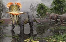 Новый вид динозавра: предок трицератопса