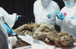 Российские учёные вскрыли тушу волка, жившего 44 000 лет назад