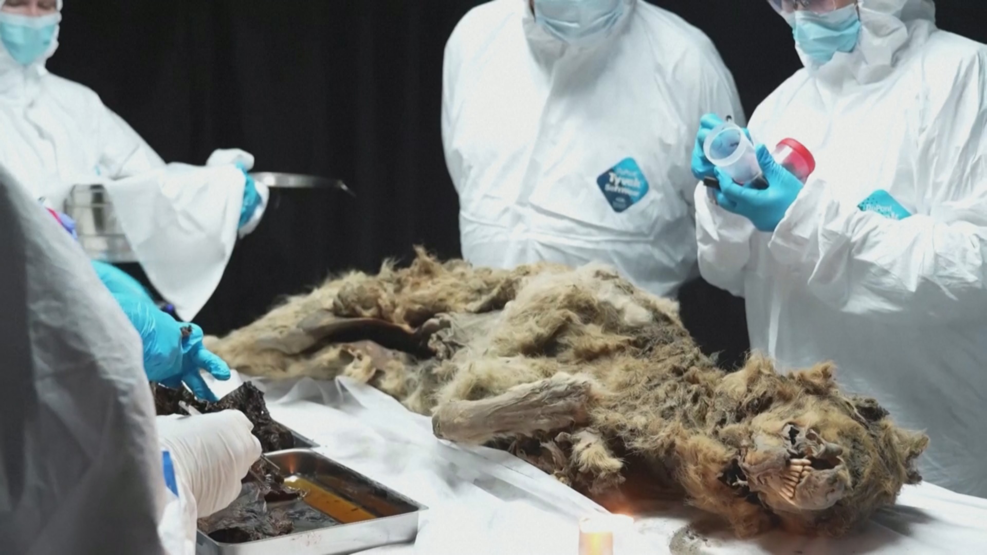 Российские учёные вскрыли тушу волка, жившего 44 000 лет назад