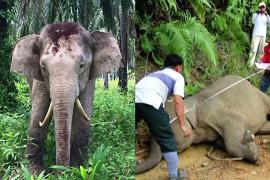 Слоны Борнео – под угрозой