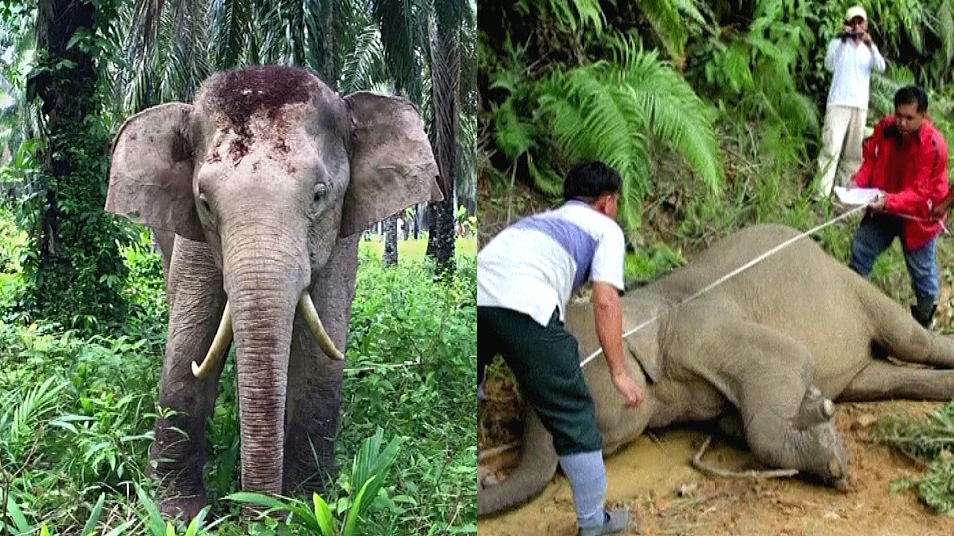 Слоны Борнео – под угрозой