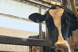 Птичий грипп выявили у работника молочной фермы в Колорадо