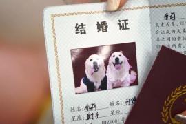В Китае стали всё чаще устраивать дорогостоящие собачьи свадьбы