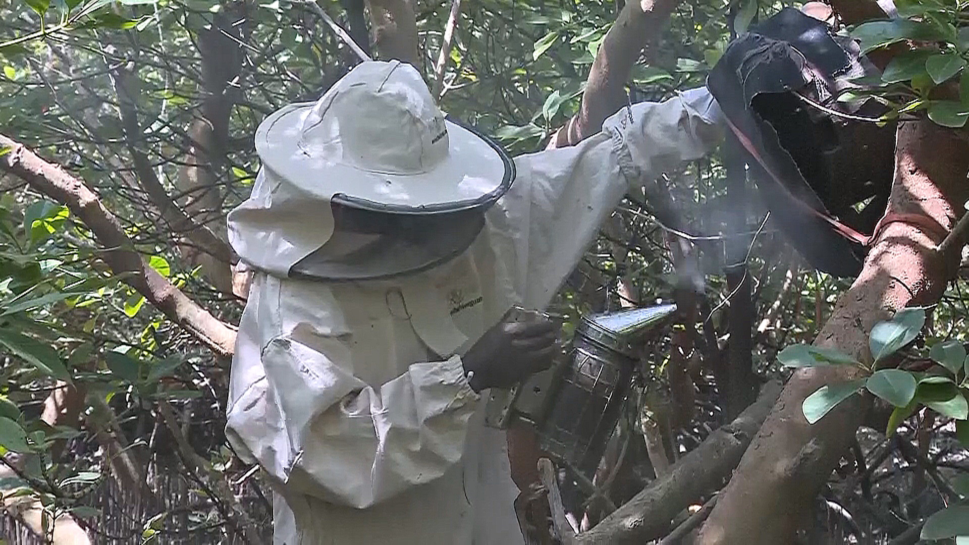 Пчёлы жалят лесорубов, охраняя мангровые леса Кении