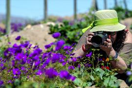 Пустыня Атакама в Чили удивляет редким зимним цветением