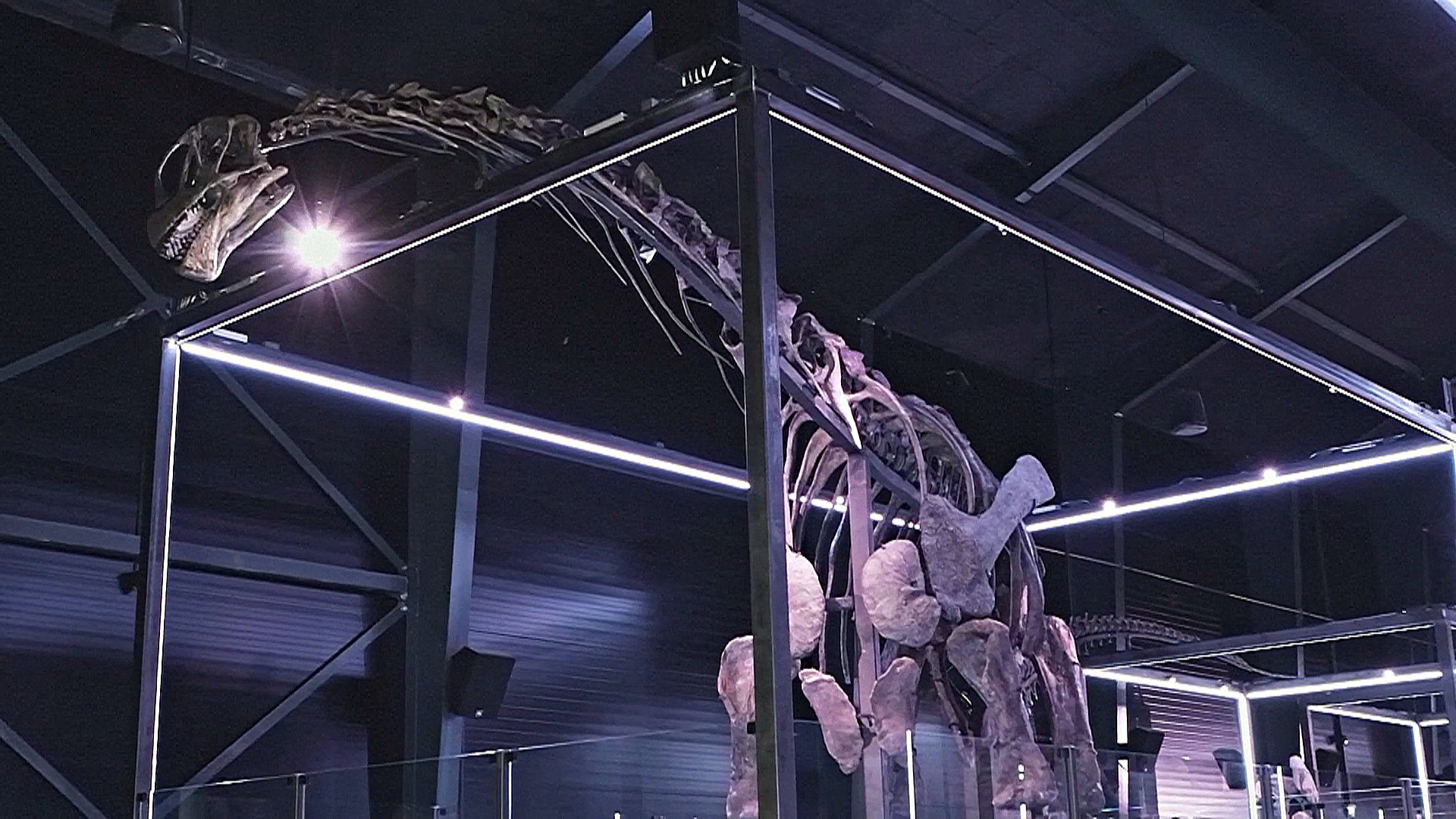 Удивительно полный скелет динозавра показали в Дании