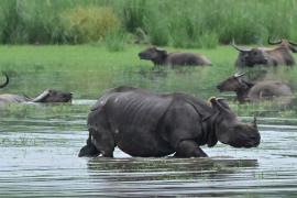 Наводнения в индийском штате Ассам убили девять редких носорогов