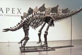 Самый крупный и самый полный: редкий скелет стегозавра выставят на торги в Нью-Йорке