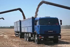 В России в этом году ждут больших потерь урожая зерновых