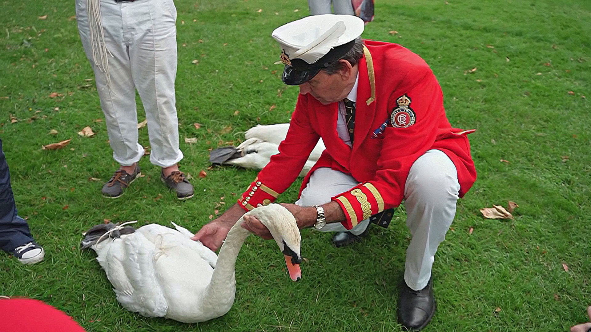 На Темзе пересчитывают королевских лебедей На Темзе пересчитывают королевских лебедей
