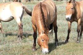 Дроны помогают учёным в Венгрии наблюдать за редкими лошадьми Пржевальского