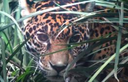 Детёныши ягуара привлекают публику в зоопарк в Мехико