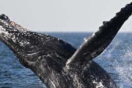 В Бразилию стало приплывать больше горбатых китов