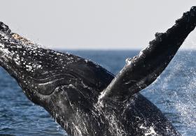 В Бразилию стало приплывать больше горбатых китов