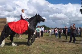 Владимирские тяжеловозные лошади – достояние России