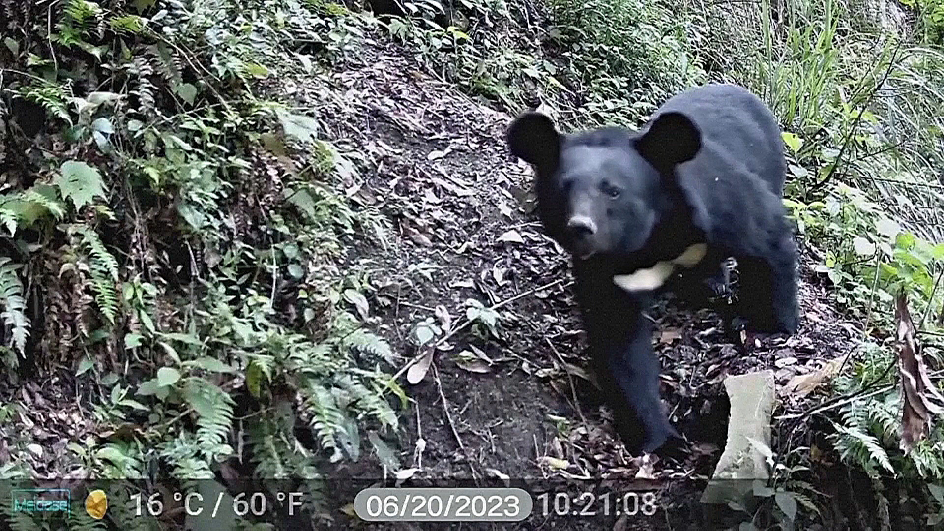 Новые капканы помогут спасти редких медведей Тайваня Новые капканы помогут спасти редких медведей Тайваня