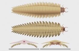 Учёные смоделировали голову древней гигантской многоножки