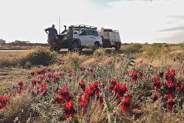 Австралийский почтальон проезжает в день по 600 км по бушу