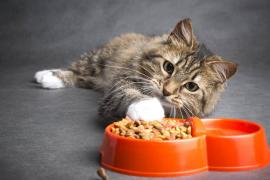Что нужно учитывать при выборе корма для кошки?