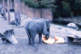 Слоны в Копенгагенском зоопарке поедают тыквы, оставшиеся после Хэллоуина