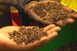 Личинки мухи помогают кенийцам эффективно избавляться от пищевых отходов