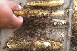 Пчеловод спасает от уничтожения городских пчёл в Перу