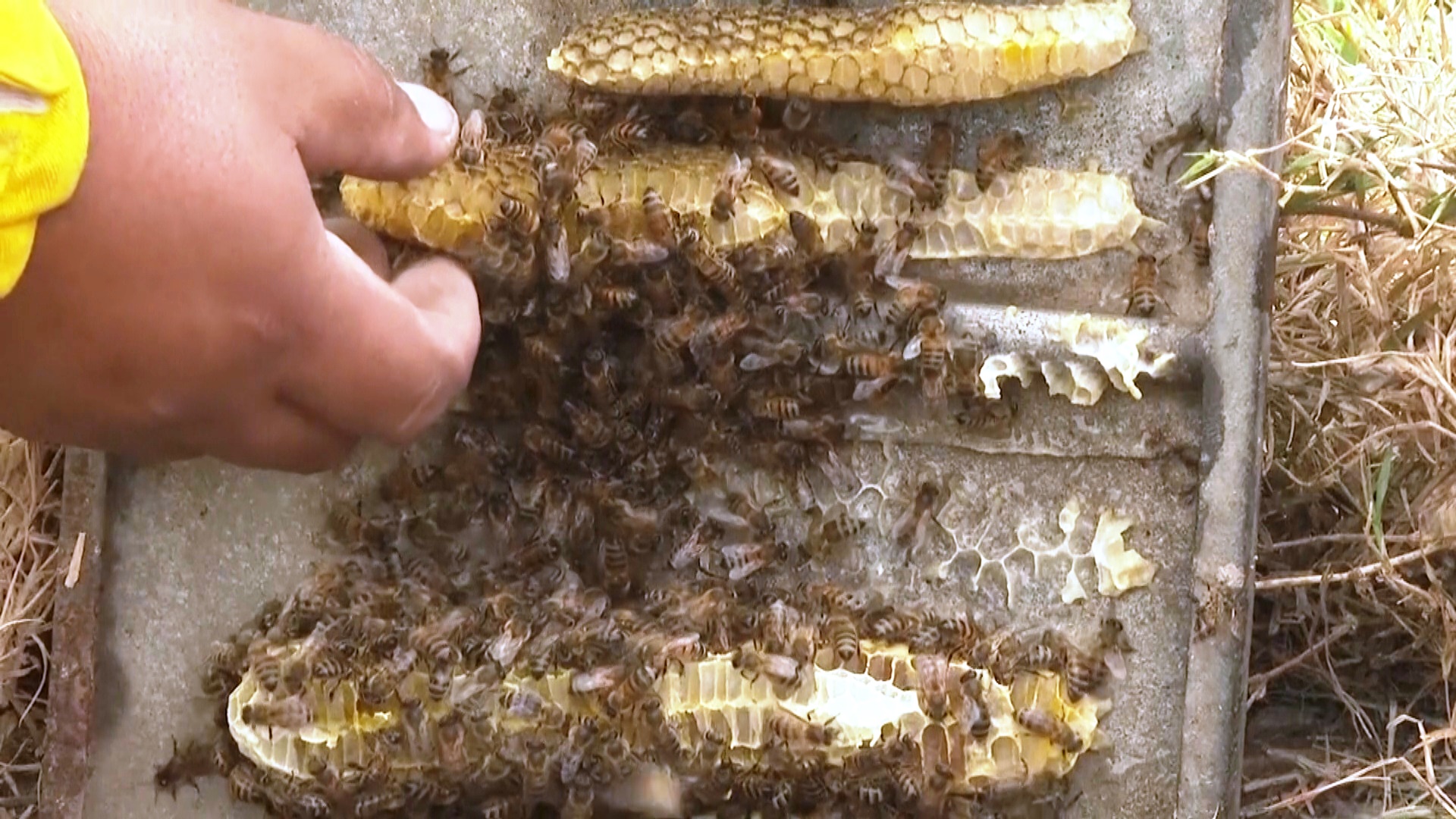 Пчеловод спасает от уничтожения городских пчёл в Перу Пчеловод спасает от уничтожения городских пчёл в Перу