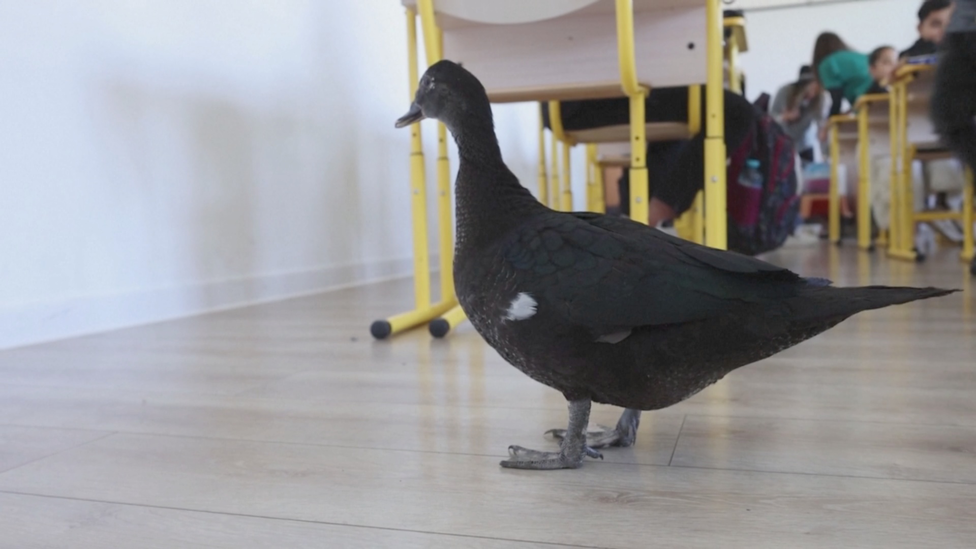 Как курица и утка воспитывают в детях доброту в румынской школе