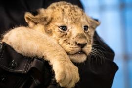 Пять львят дебютируют в Копенгагенском зоопарке