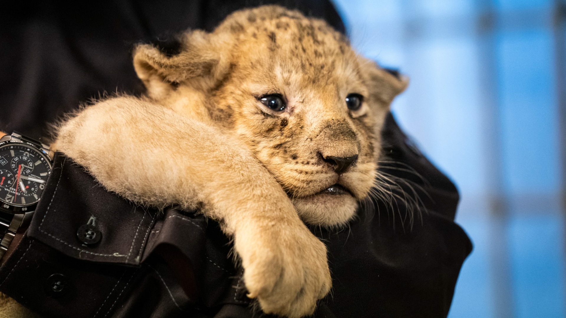 Пять львят дебютируют в Копенгагенском зоопарке