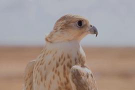 В Ливии проходят первые соревнования по соколиной охоте