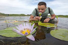 Капская лилия вернулась в водно-болотные угодья Кейптауна