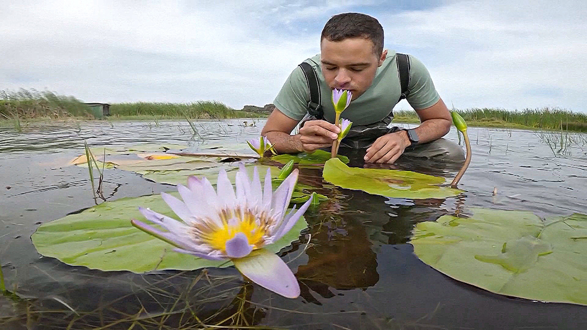 Капская лилия вернулась в водно-болотные угодья Кейптауна