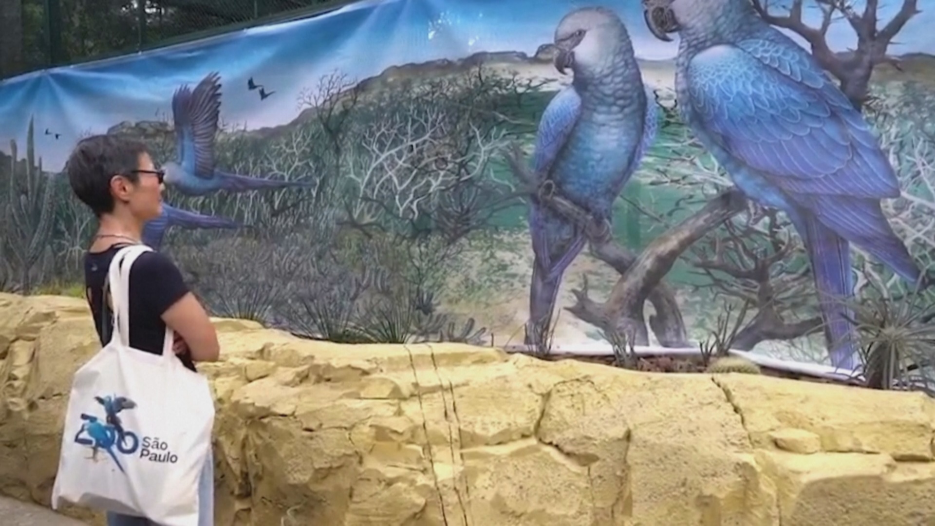 Экспозиция редких голубых ара открылась в зоопарке Сан-Паулу в Бразилии Экспозиция редких голубых ара открылась в зоопарке Сан-Паулу в Бразилии