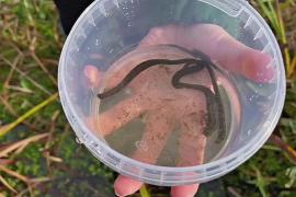 Пиявки впервые стали размножаться в Лондонском зоопарке