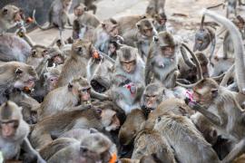 Лопбури пытается справиться с нашествием обезьян