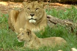 Редкий берберийский львёнок подрастает в зоопарке в Марокко