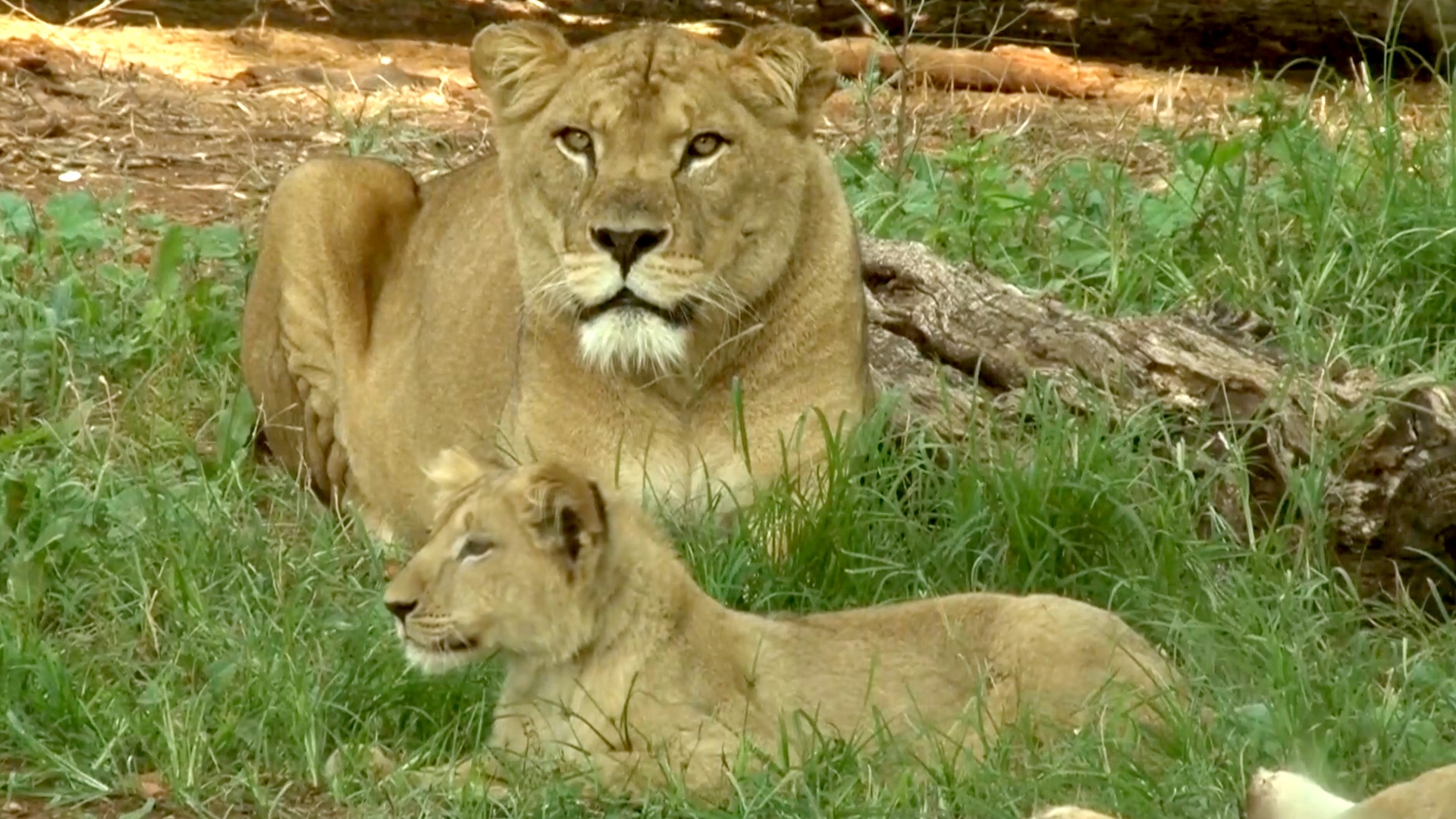 Редкий берберийский львёнок подрастает в зоопарке в Марокко Редкий берберийский львёнок подрастает в зоопарке в Марокко