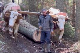 В Боснии в лесозаготовках по-прежнему используют лошадей и волов